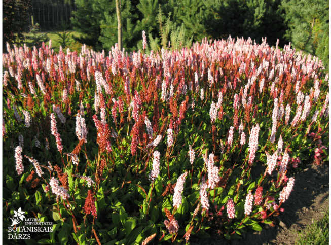 Persicaria affinis
